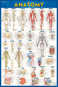 Anatomy Poster Laminated Updated