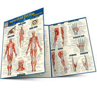 Muscular System Advanced Guide