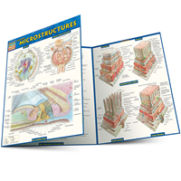 Anatomy Microstructures