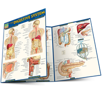 Anatomy Of The Digestive System